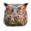 Portrait of a Hippo