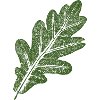 Eichenblatt / Grün