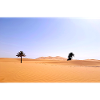 Solar Palms in Golden Desert