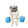 Pug weightlifting Gym