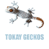Tokay Geckos Tokay Gecko