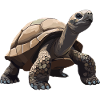 Tortoises Tortoise