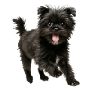 Affenpinscher