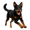 Beauceron