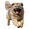 Caucasian Ovcharka