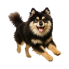 Finnish Lapphund