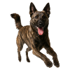 Dutch Shepherd Dog