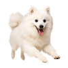 Japan Spitz