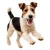 Playful Fox Terrier Dog