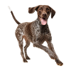 German Shorthaired Pointer Deutsch Kurzhaar