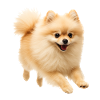dwarf spitz