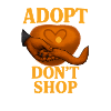 Conception empathique de l’adoption de chat