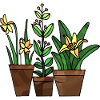 Fleur