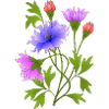 Fleur