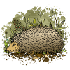 Igel
