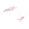 Jesus Japanese Katakana - Cherry Blossom