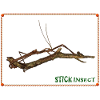 Real Stick Insect T-shirt