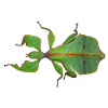 Real Leaf Insect T-shirt