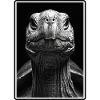 Tortoises Tortoise
