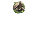 Tortues Tortue
