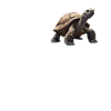 Tortues Tortue