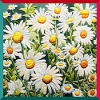 Camomille brodée motif floral jardin