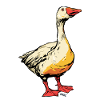 Comic Goose with Beak
