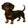 Dachshund