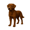 Labrador