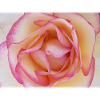Pale pink rose blossom close-up