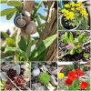 Various garden plants and snails
