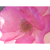 Gentle rose blossom in pink