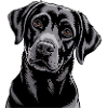 Black Labrador Portrait