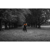 Silhouetted Pumpkin Couple Under Tree Canopy