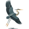 Elegant Sea Blanker in Flight Pose