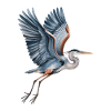 Elegant heron with outstretched wings