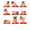 Mops Yoga Namaste Lustig