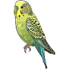 Viral budgie illustration