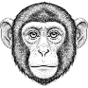 Expressive monkey portrait