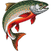 Char Trout Fishing Fishing Fly Fishing