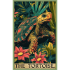 Tortoises Tortoise