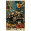 Tortues Tortue