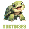 Tortues Tortue