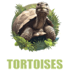 Tortues Tortue