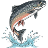 Char Trout Fishing Fishing Fly Fishing