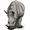 Realistic Rhino creative design