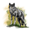 Wolf's eye and nature art