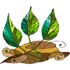 leaves