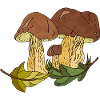 Pilze