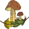 fungi